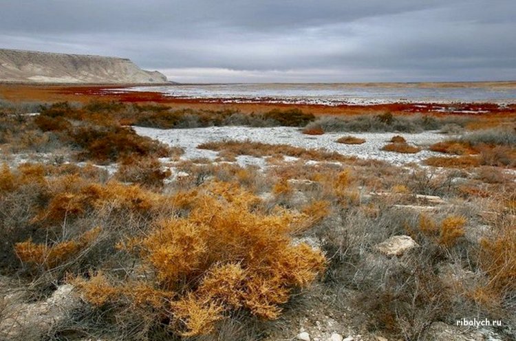 Арал өңірін дамыту мәселелері талқыланды