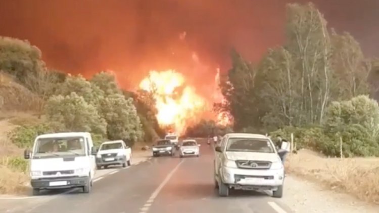 Алжирде 46 градус ыстық: ормандар өртеніп жатыр