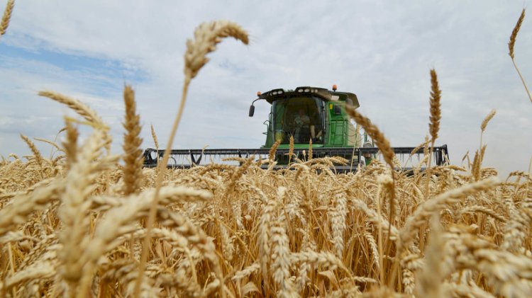 Биылғы астық елімізге және экспортқа жеткілікті