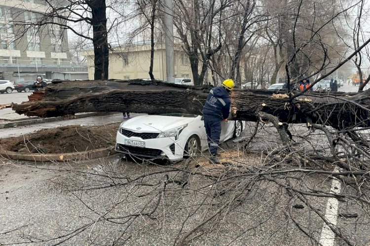 Алматыда жеңіл көлік алып ағаштың астында қалды