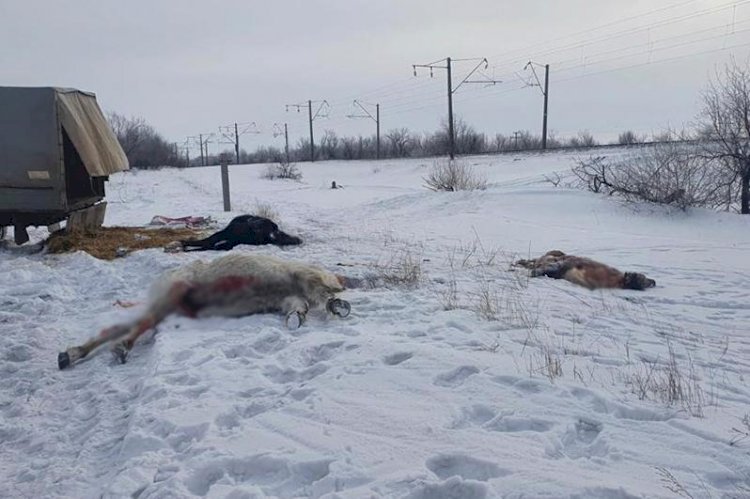 Астана маңында пойыз бір үйір жылқыны қағып кетті