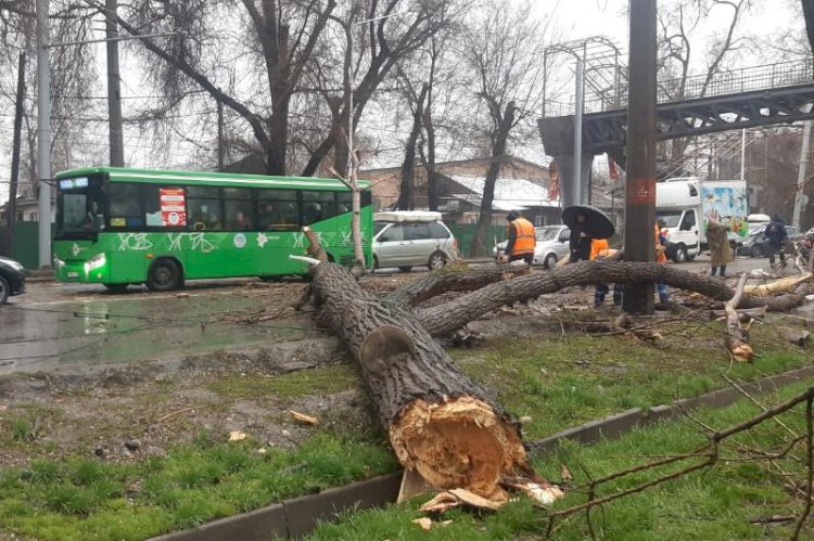 Алматыда дауылдың салдарынан 21 көлікті ағаш басып қалды