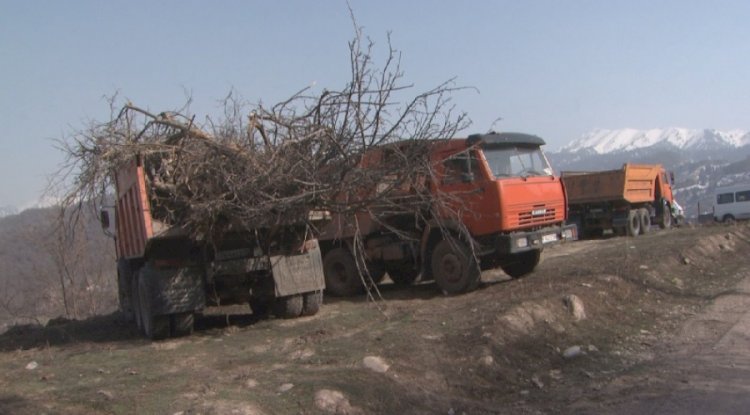 Алма ағаштары кесілгені анықталды