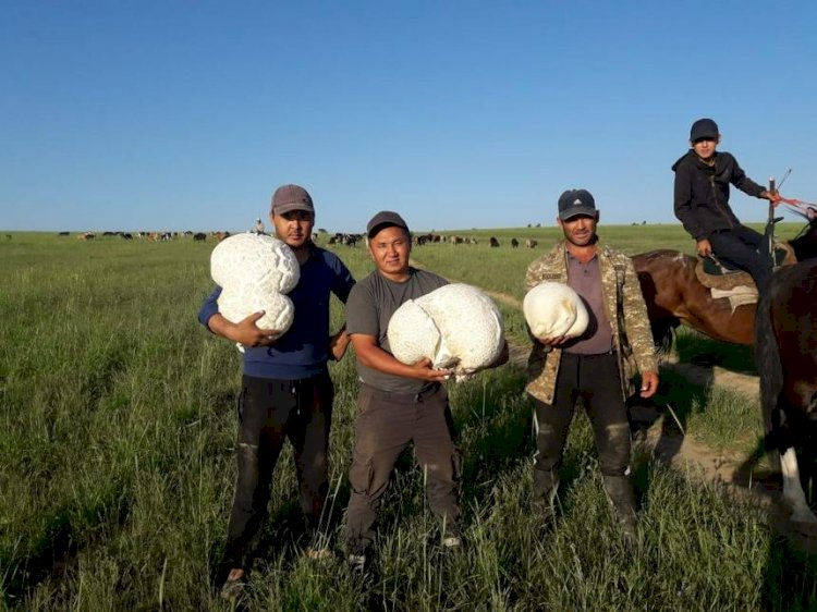 Бәйдібектегі алып саңырауқұлақтар көпшілікті таңқалдырды