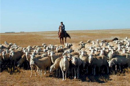 Министр мал шаруашылығы мамандарын кәсіби мерекесімен құттықтады