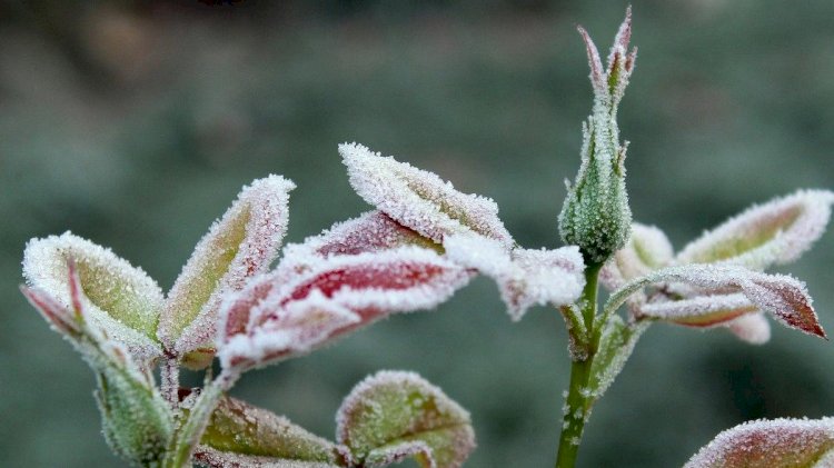 Бүгін еліміздің  кейбір аймақтарында үсік жүреді