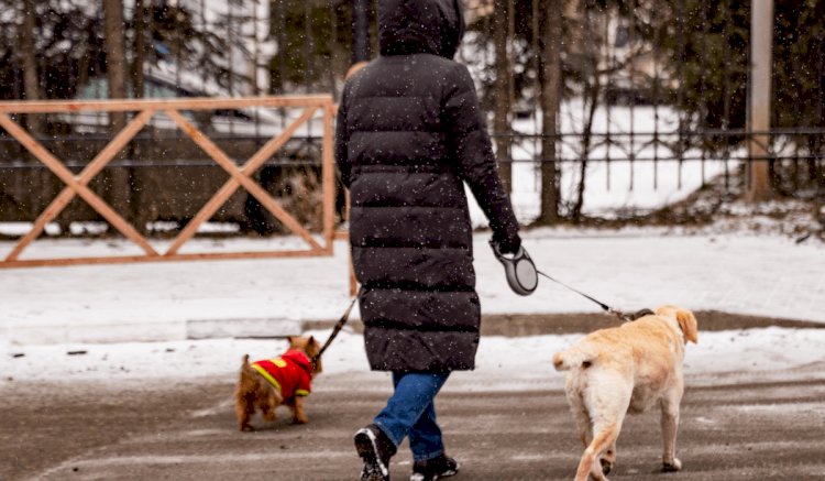 Алматы облысында ит-мысықпен серуендеуге тыйым салынатын орындар белгіленді