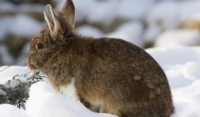 Қоян жылы ауа райы қандай болады?