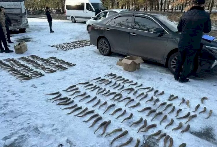 Талдықорғанда 270 ақбөкеннің мүйізі тәркіленді