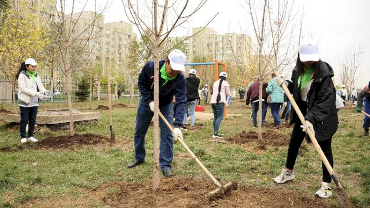 Алматы тұрғындары өз аулаларын абаттандыруға арналған көшеттерді тегін ала алады