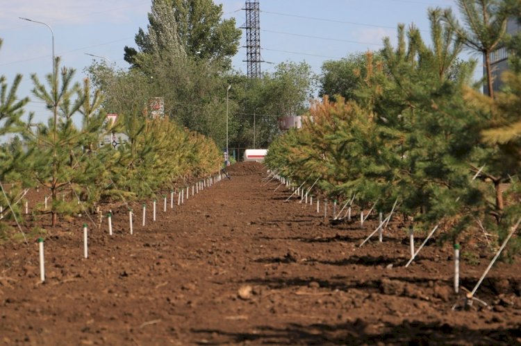 Almaty Clean & Green жалпықалалық сенбілік аясында  бес мыңға жуық ағаш отырғызылады