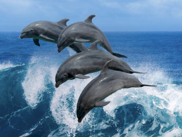 Демалушыларға шабуыл жасайтын дельфиндер көбейген