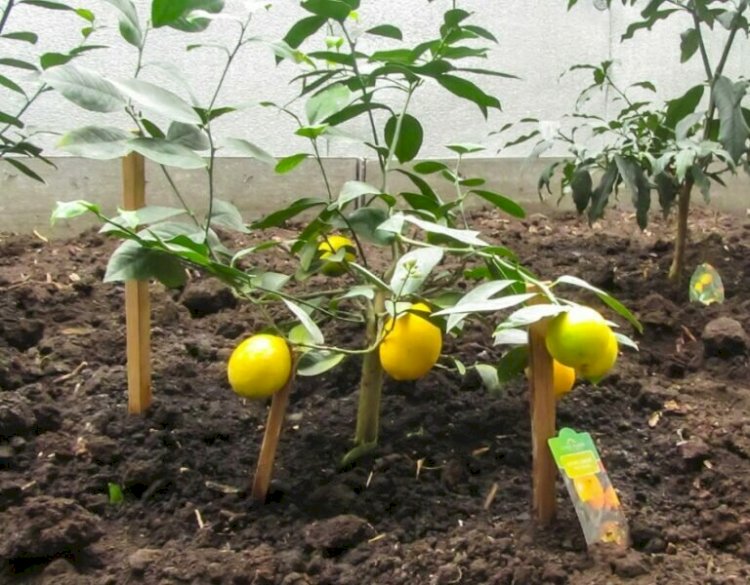 Жамбыл облысында лимон ағашы өсіріле бастады