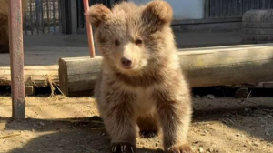 Алматы хайуанаттар бағында биыл 70 төл туды 