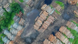 Әр үш секунд сайын әлемде футбол алаңының көлеміндей орман аумағы жойылады