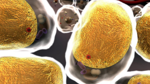 Күйзеліс ағзадағы холестерин деңгейін арттырып жібереді