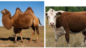 Бір құрбандық мал неше адамның атынан жарамды болады?