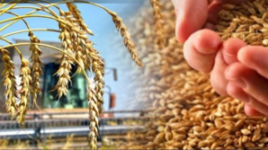 Қазақстан  Әзірбайжанға 1 млн тоннадан астам бидай жеткізуге дайын