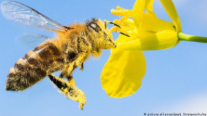 2035 жылға қарай аралардың жойылып кету қаупі бар