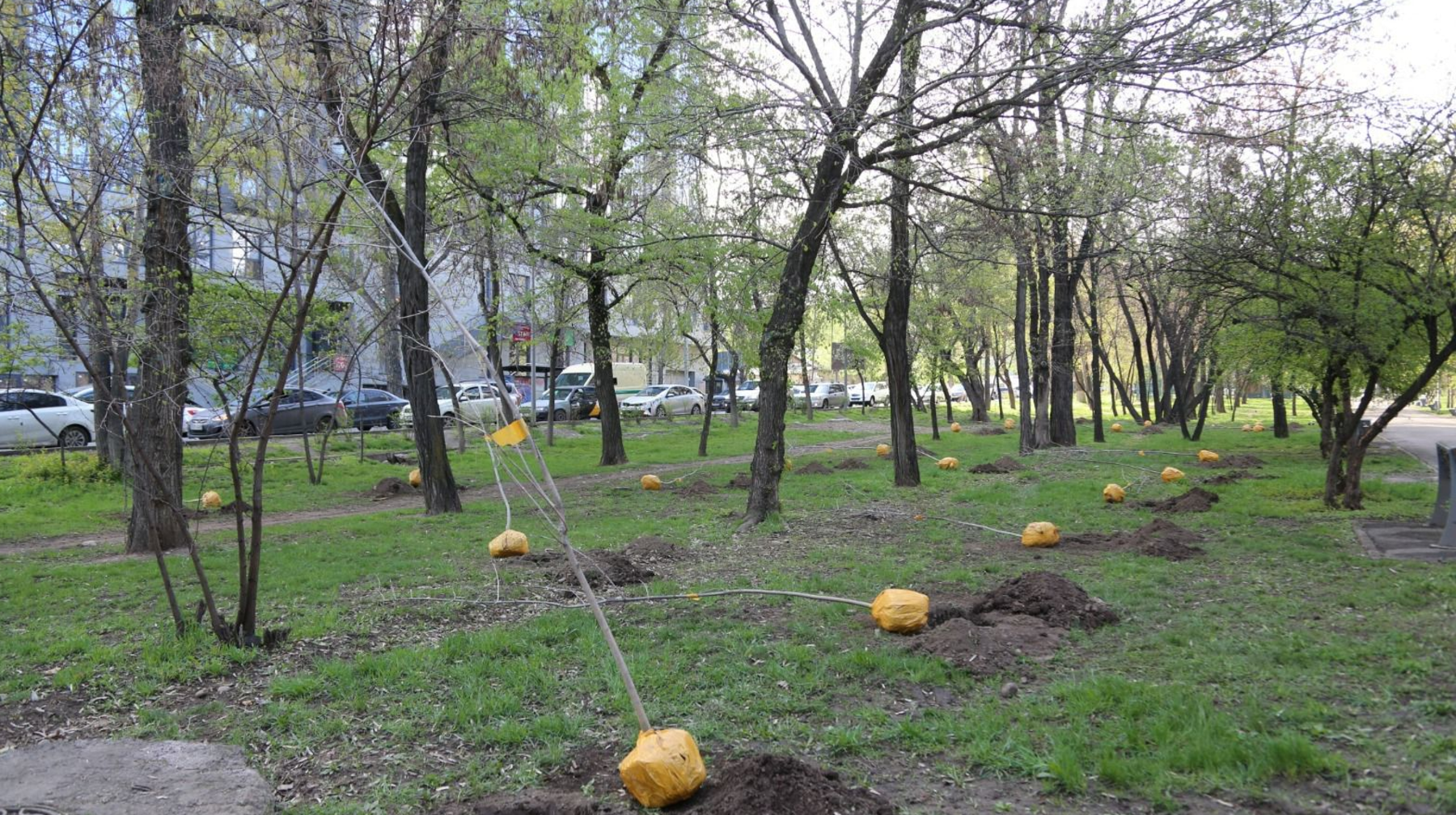 Алматылықтар «Жасыл аула» акциясы аясында тегін көшет ала алады