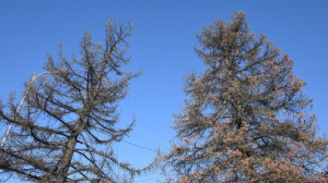 Алматыдағы Сәтбаев көшесінің бойындағы апатты жағдайдағы ағаштардың орнына ірі көшеттер отырғызылады