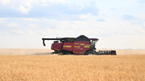 Қазақстанда 2024 жылы рекордтық 26,7 млн тонна астық жиналды