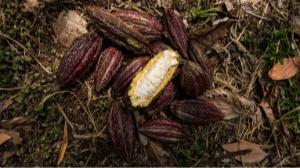 Әлемде какао тапшылығы туындады