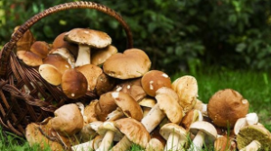 Саңырауқұлақтың адам ағзасына қандай пайдасы бар