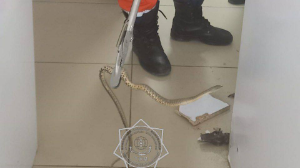 Сауда орталығына жылан кіріп кетті