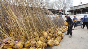 Алматыда  «Жасыл аула» акциясы басталады