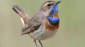 Бүгін - халықаралық құстар күні