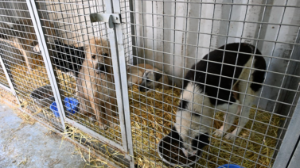 Алматыда үй жануарларын тегін зарарсыздандыру бағдарламасы басталды