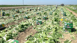 Түркістандық диқандар Ресейге қырыққабаттың алғашқы партиясын экспорттады