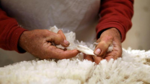 Мал терісі мен жүнін экспорттайтындар кедендік баж салығынан босатылады