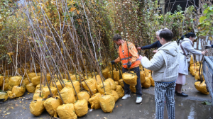Алматыда қай жерде көшеттер тегін алуға болады?