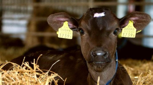 Ауыл шаруашылығы жануарлары бойынша деректер базасы жаңартылды