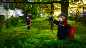 Алматыда жасыл желектер биологиялық құралдармен өңделеді