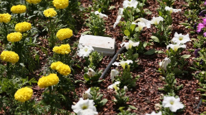 QYZPU СТУДЕНТТЕРІ АВТОМАТТАНДЫРЫЛҒАН СУҒАРУ ЖҮЙЕСІН ОЙЛАП ТАПТЫ