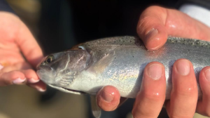 Қазақстанның балық шаруашылығы саласы тұрақты өсімді көрсетуде