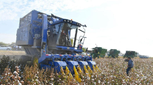 Қазақстанда 25 мыңнан астам агроқұрылым мақта шаруашылығымен айналысады