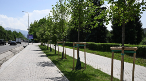 Алматыда көгалдандырудың ауқымды бағдарламасы кеңейтілуде