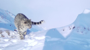 Қар барысы Катон-Қарағай ұлттық паркінде фототұзаққа түсті