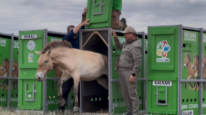 Қазақстанға керқұландардың жаңа тобы келіп жетті
