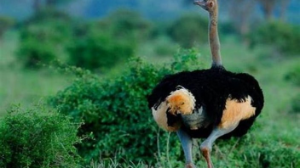 Жарты ғасырда жабайы табиғаттың 70 пайыздан астамы жоғалған