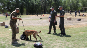 Ittiń tamaǵy 3 mıllıard teńge