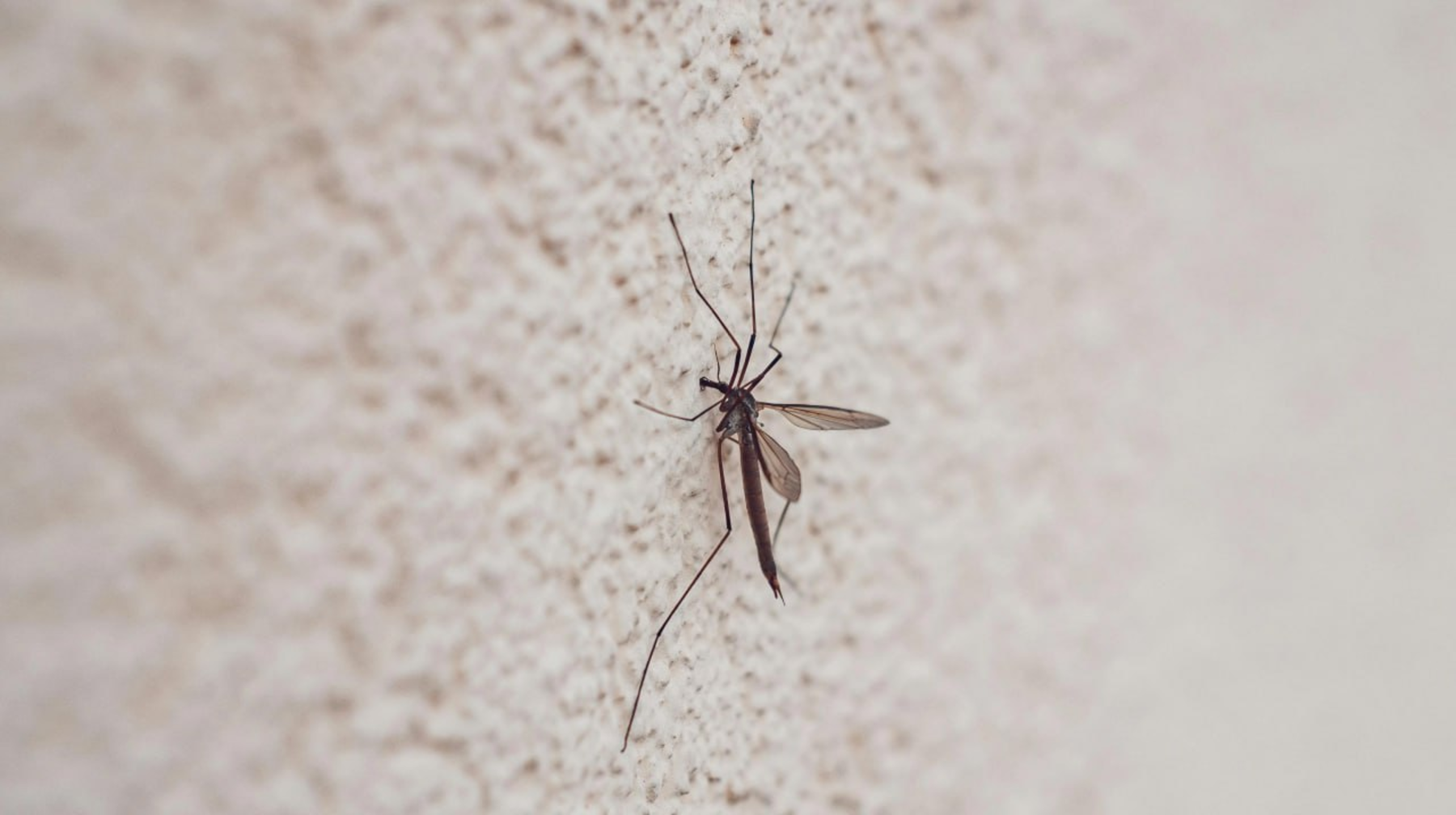 Masa - dron