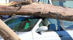 Көліктің үстіне ағаш құласа не істеу керек?