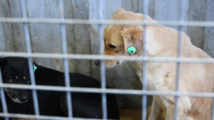 Алматыда үй жануарларын тегін чиптеу бағдарламасы басталды