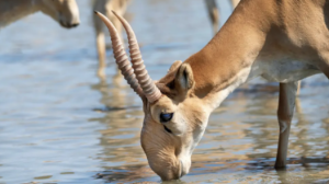 Ақбөкен етінен ауру жұқтыру мүмкін бе? Министрлік жауап берді