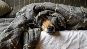 Қала аумағында көмуге болмайды! Үйде жануар асырауда нені ескеру керек?